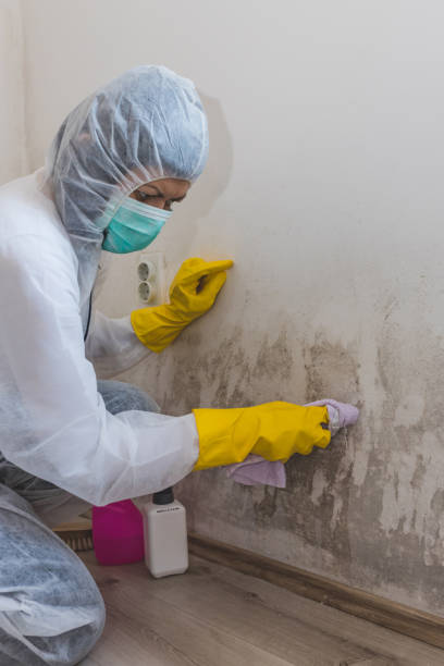 Best Attic Mold Removal  in Wren, AR