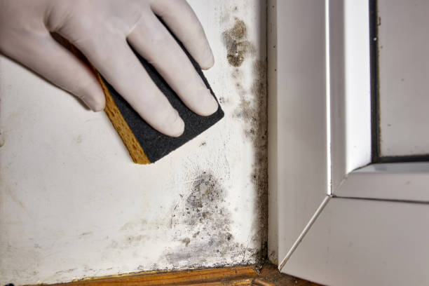 Best Mold Remediation for Healthcare Facilities  in Wren, AR